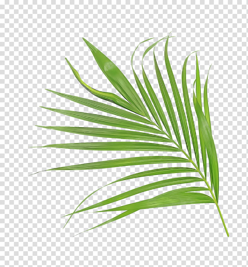 Palm trees, Leaf, Plant Stem, Grasses, synthesis, Embryophyte, Twig, Transpiration transparent background PNG clipart