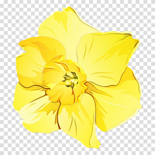 yellow hawaiian hibiscus flower petal plant, Watercolor, Paint, Wet Ink, Evening Primrose, Evening Primrose Family, Herbaceous Plant, Wildflower transparent background PNG clipart