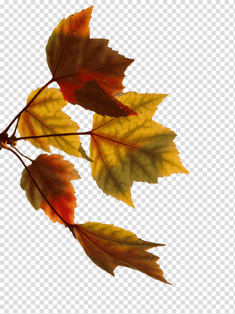 Orange, Autumn, Maple Leaf M, Deciduous, Season, Indskoling, Tree transparent background PNG clipart