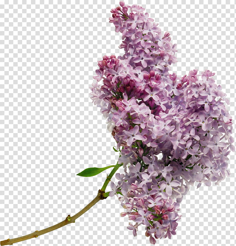 flower lilac plant lilac purple, Watercolor, Paint, Wet Ink, Cut Flowers, Tree, Branch, Buddleia transparent background PNG clipart
