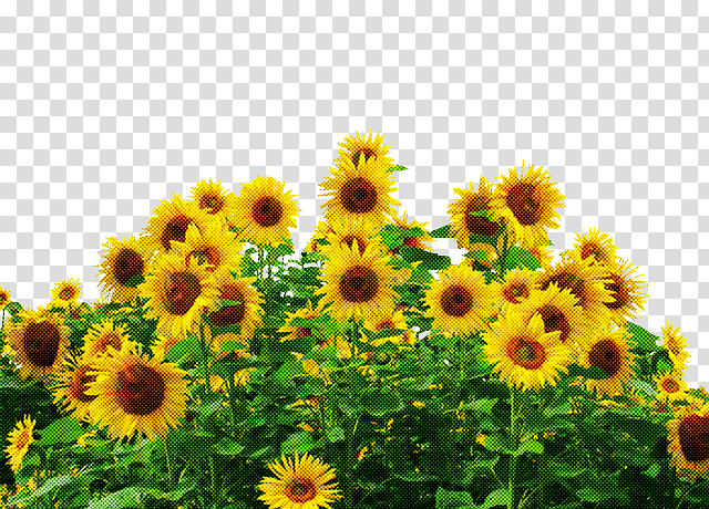 common sunflower sunflower seed field farm agriculture, Sunflower Oil, Annual Plant, Daisy Family, Sunflowers transparent background PNG clipart