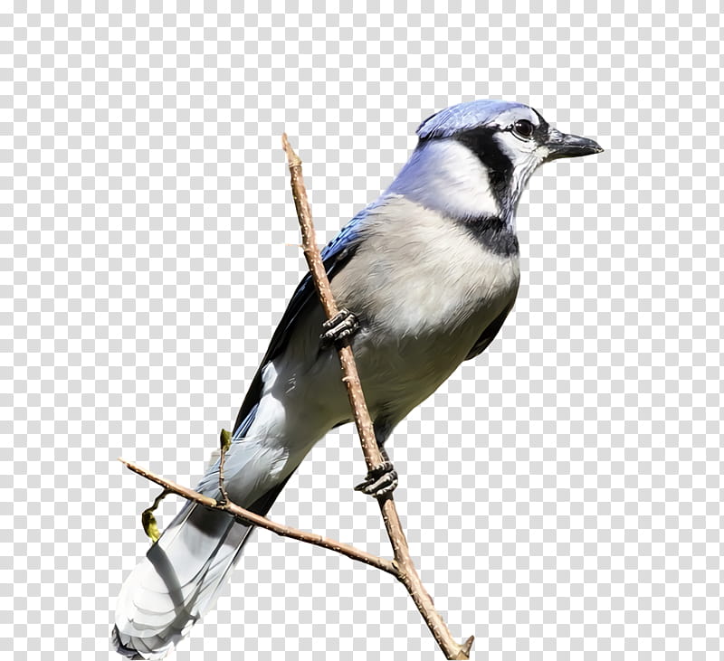 Feather, Blue Jay, Finches, Jmrhs, Beak transparent background PNG ...