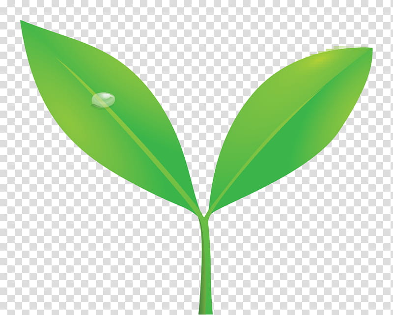 sprout bud seed, Flush, Leaf, Green, Plant, Flower, Grass, Tree transparent background PNG clipart