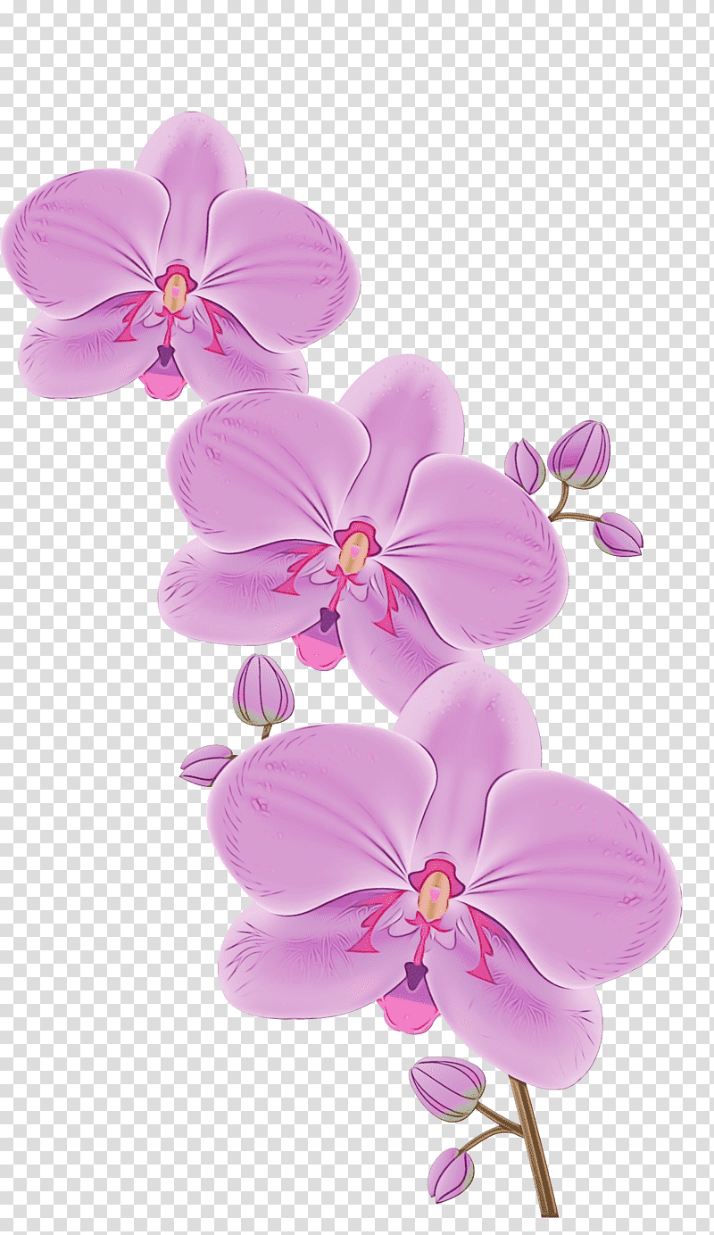 orchids flower phalaenopsis equestris cartoon dendrobium, Watercolor, Paint, Wet Ink, Plant Stem, Okir, Petal transparent background PNG clipart