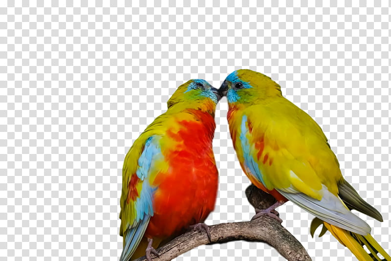 Lovebird, Loriini, Macaw, Parakeet, Feather, Beak transparent background PNG clipart