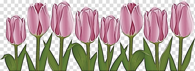 flower border flower background floral line, Tulip, Tulipa Humilis, Petal, Plant, Lady Tulip, Cut Flowers, Pink transparent background PNG clipart