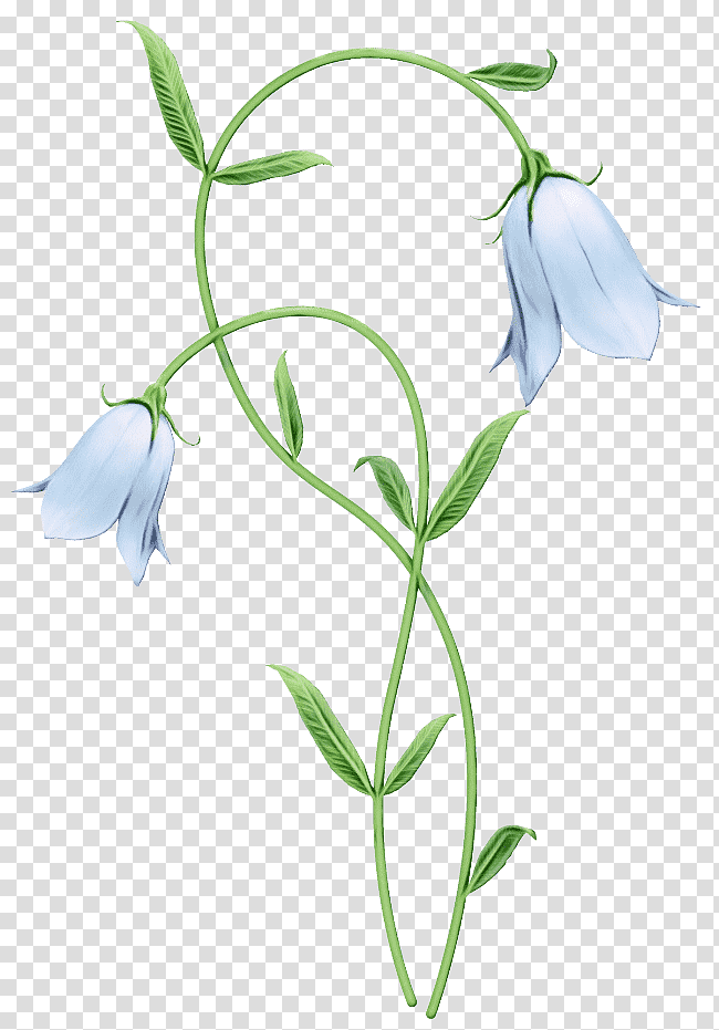 flower plant stem harebell bellflower family herbaceous plant, Watercolor, Paint, Wet Ink, Petal, Leaf, Bud transparent background PNG clipart