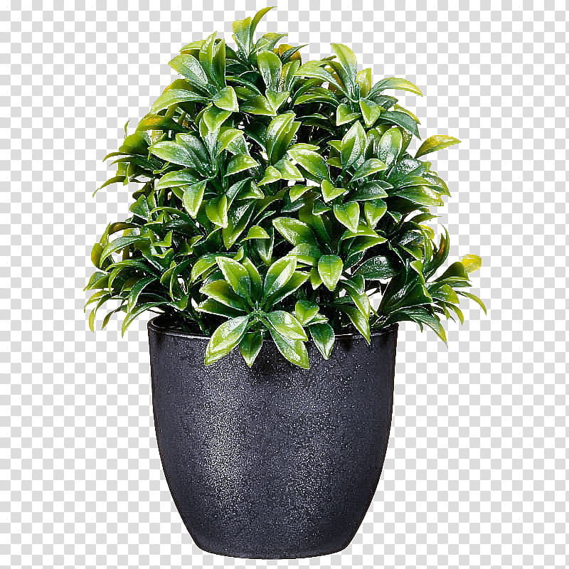 flower flowerpot plant houseplant leaf, Shrub, Grass, Herb, Spiderwort, Impatiens, Perennial Plant transparent background PNG clipart