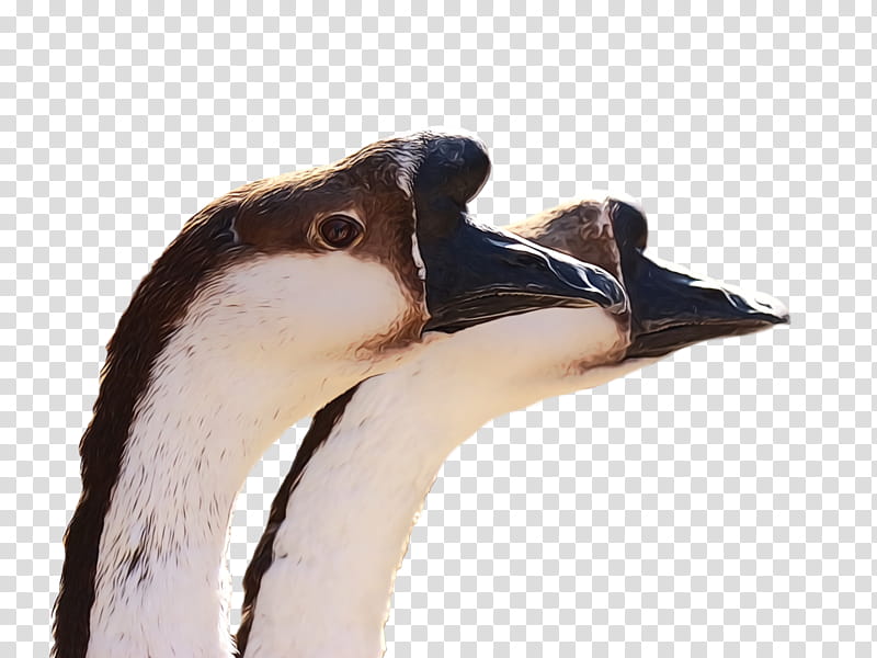 bird beak water bird neck goose, Wild, Animal, Watercolor, Paint, Wet Ink, Ducks Geese And Swans, Waterfowl transparent background PNG clipart
