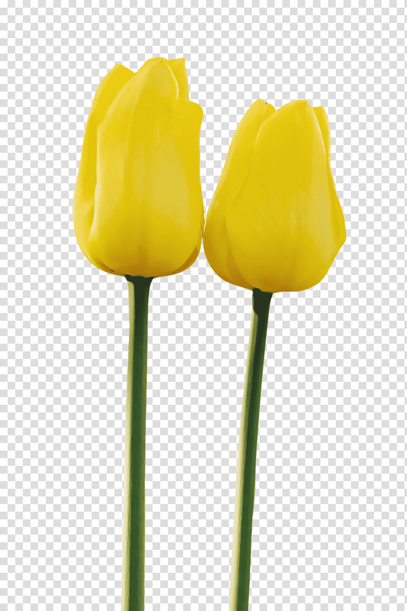 tulip plant stem flower yellow cut flowers, Petal, Bud, Tulip Kuning, Crop, Watercolor Painting, Ink transparent background PNG clipart