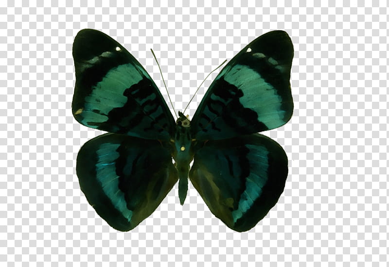 butterflies panacea procilla brush-footed butterflies, Watercolor, Paint, Wet Ink, Brushfooted Butterflies, Royaltyfree, Lepidoptera transparent background PNG clipart
