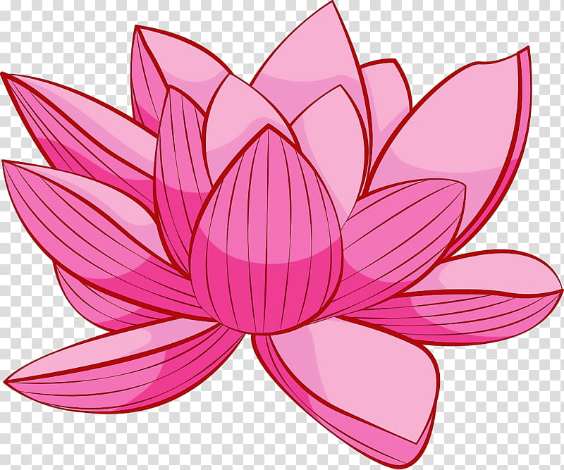 Bodhi Lotus Lotus, Lotus Family, Sacred Lotus, Petal, Aquatic Plant, Pink, Flower, Water Lily transparent background PNG clipart