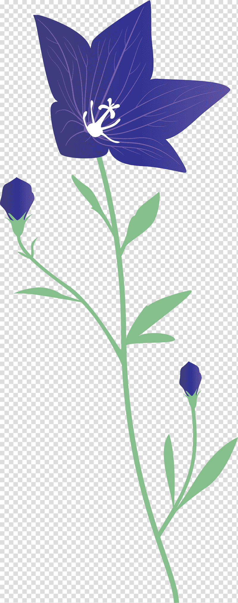 balloon flower, Bellflower Family, Plant Stem, Petal, Pollinator, Flora, Lilac transparent background PNG clipart