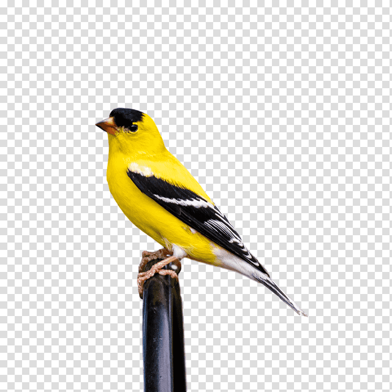 eurasian golden oriole finches american sparrows birds old world orioles, Beak, Indian Golden Oriole, Passerine, Biology, Science transparent background PNG clipart