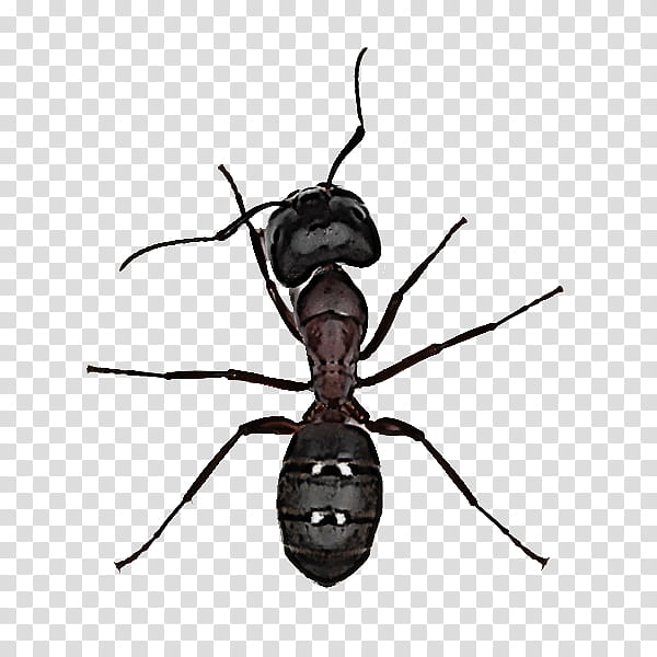 insect pest carpenter ant ant membrane-winged insect, Membranewinged Insect, Parasite, Fly transparent background PNG clipart