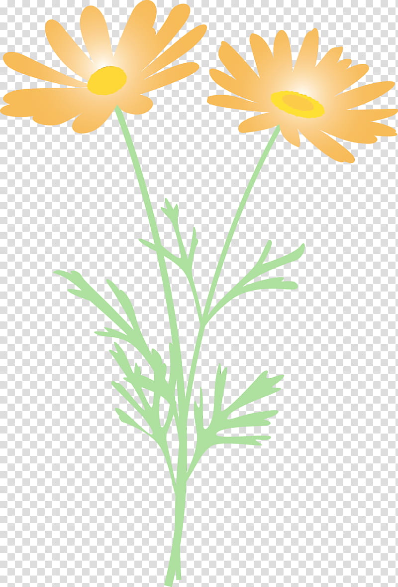 Daisy, Marguerite Flower, Spring Flower, Watercolor, Paint, Wet Ink, Chamomile, Mayweed transparent background PNG clipart
