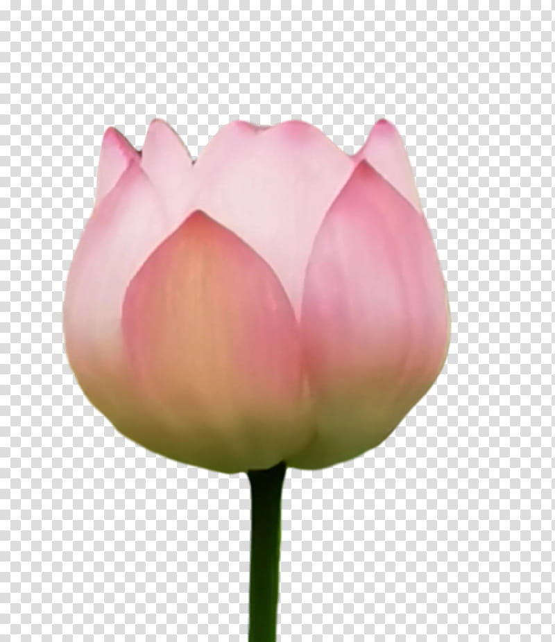 Lotus Flower Summer Flower, Sacred Lotus, Plant Stem, Tulip, Bud, Petal, Closeup, Plants transparent background PNG clipart