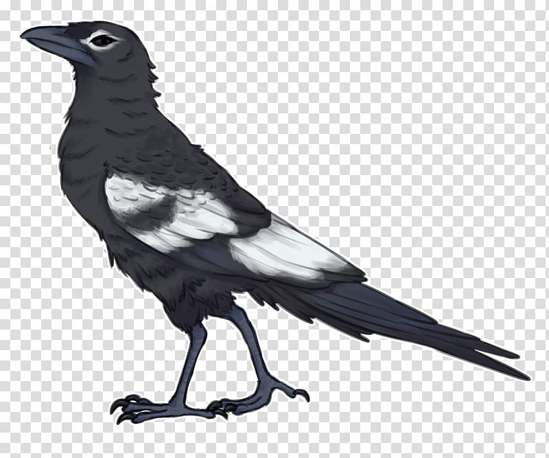 bird beak crow raven raven, Crowlike Bird, Perching Bird, Tail transparent background PNG clipart