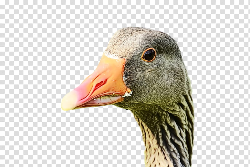 bird beak goose water bird ducks, geese and swans, Wild, Animal, Watercolor, Paint, Wet Ink, Ducks Geese And Swans, Closeup transparent background PNG clipart
