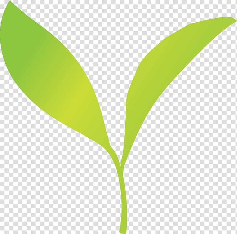 tea leaves leaf spring, Spring
, Green, Plant, Flower, Plant Stem, Tree, Lily Of The Valley transparent background PNG clipart