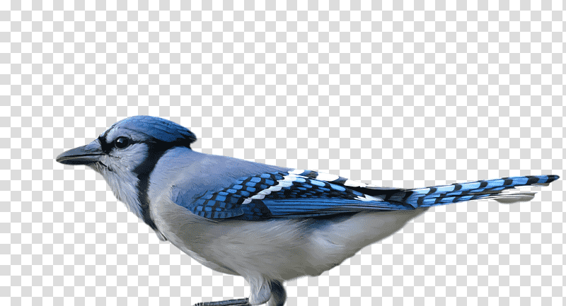 Feather, Blue Jay, Passerine, Birds, Cobalt Blue, Beak, Meter transparent background PNG clipart