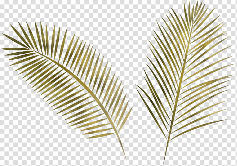 Arabian Landscape, Leaf, Palm Trees, Plant Stem, Grasses, Woody Plant, Trunk, Vascular Plant transparent background PNG clipart