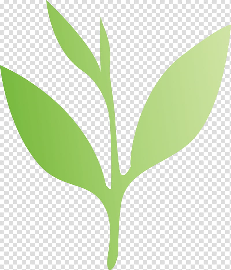 tea leaves leaf spring, Spring
, Plant, Flower, Tree, Plant Stem, Grass, Eucalyptus transparent background PNG clipart