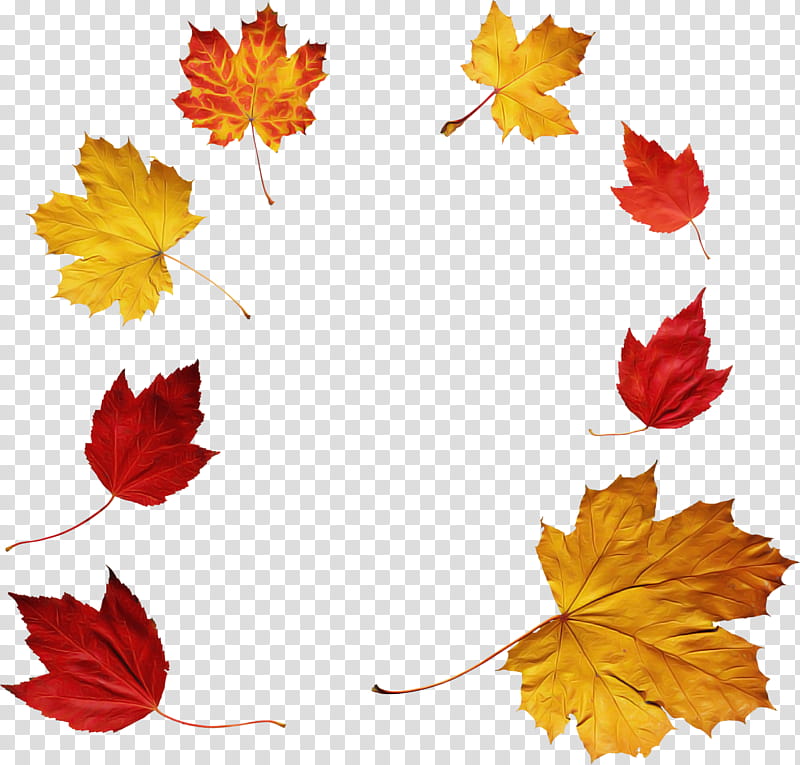 Maple leaf, Tree, Woody Plant, Yellow, Color, Voiceless Bilabial Stop, Autumn Leaf Color, Plants transparent background PNG clipart