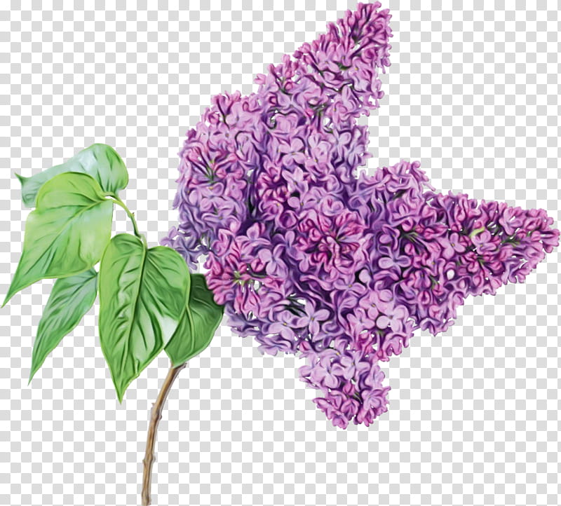 flower lilac plant lilac purple, Watercolor, Paint, Wet Ink, Violet, Cut Flowers, Leaf, Buddleia transparent background PNG clipart
