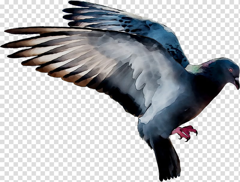 Dove Bird, Pigeons And Doves, Flight, Squab, Dove, Rat, Feather, Rock Dove transparent background PNG clipart