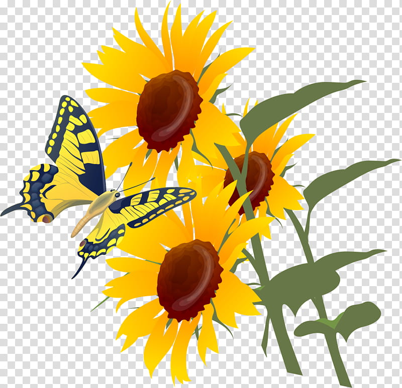 sunflower summer flower, Honey Bee, Sunflower Seed, Common Sunflower, Bees, Petal transparent background PNG clipart