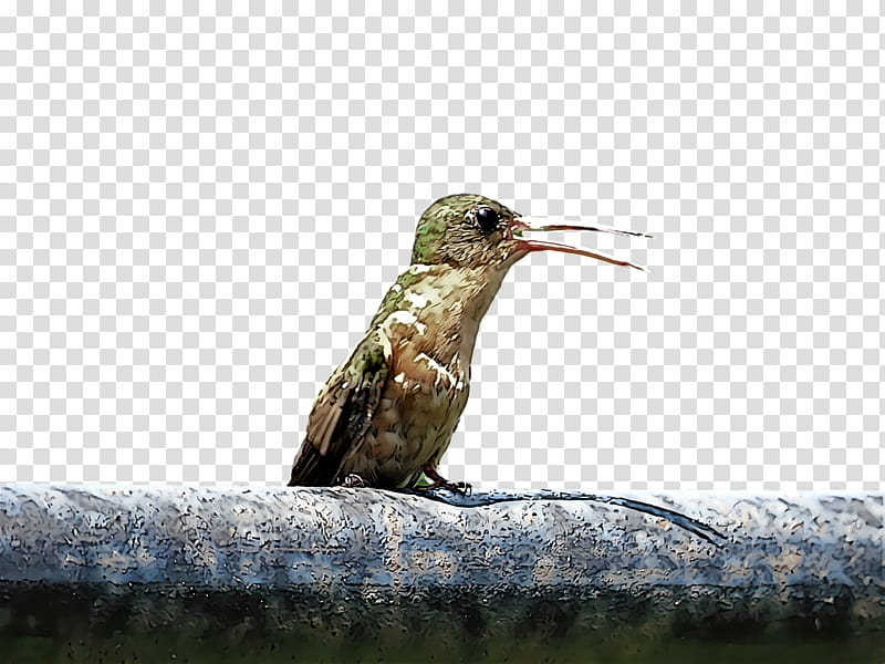 bird, Hummingbird, Beak, Wildlife, Rubythroated Hummingbird, Rufous Hummingbird transparent background PNG clipart