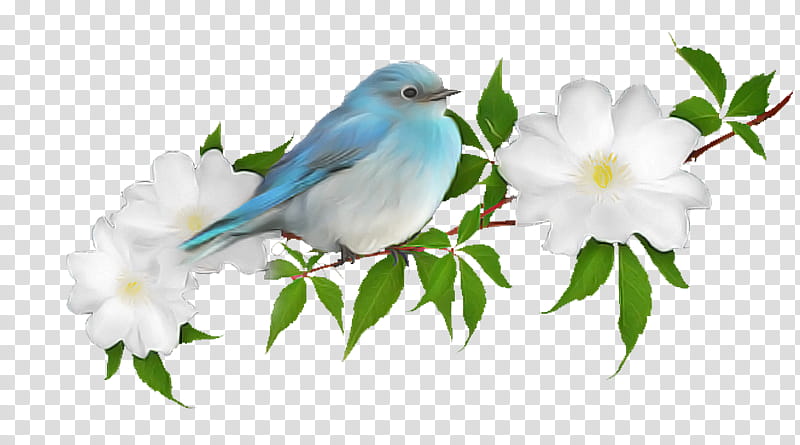bird mountain bluebird bluebird songbird plant, Perching Bird, Beak, Branch, Flower, Scrub Jay, Eastern Bluebird transparent background PNG clipart