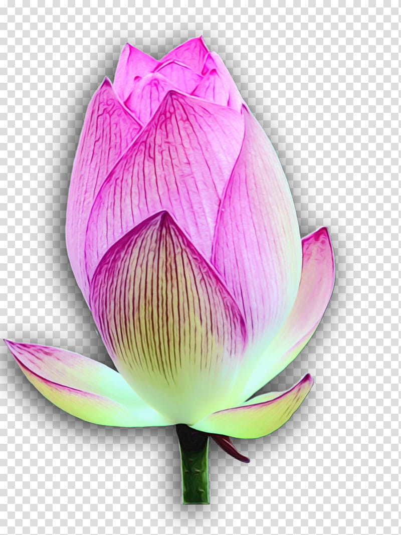 sacred lotus plant stem bud nelumbonaceae purple, Watercolor, Paint, Wet Ink, Closeup, Lotusm, Family transparent background PNG clipart