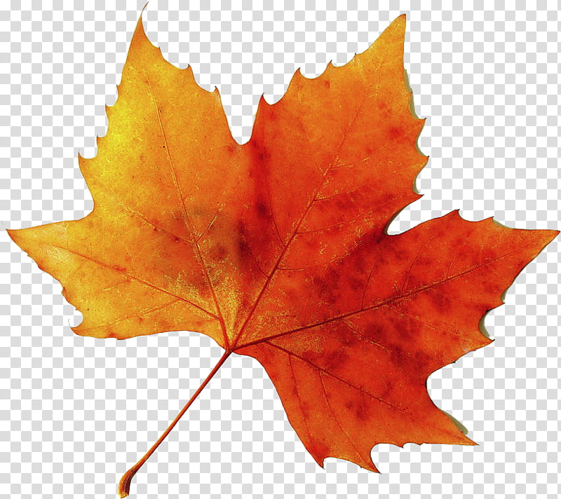 Autumn Leaf Drawing, Canvas, Autumn Leaf Color, Tree, Maple Leaf, Black Maple, Woody Plant, Orange transparent background PNG clipart