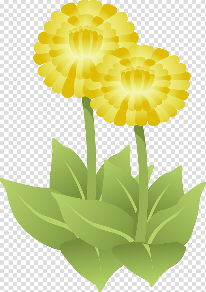 Gerbera daisy marguerite, Flower, Cut Flowers, Common Daisy, Floral Design, Petal, Transvaal Daisy, Floristry transparent background PNG clipart