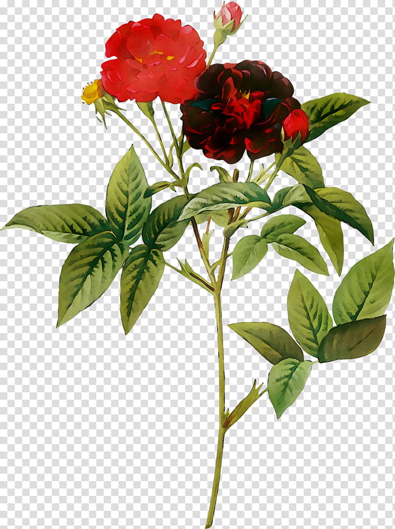 Drawing Of Family, Choix Des Plus Belles Fleurs, Redoute Roses, Painting, Flower, Painter, Artist, Plant transparent background PNG clipart