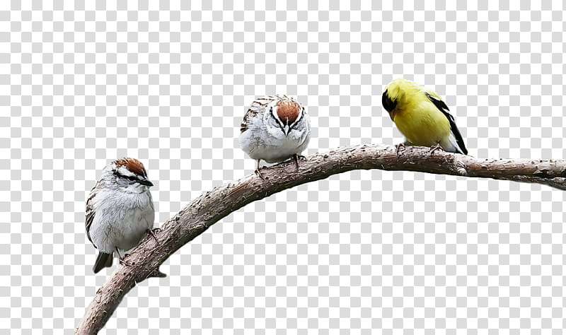 bird, Beak, Branch, Twig, Songbird, Perching Bird, Finch, Adaptation transparent background PNG clipart