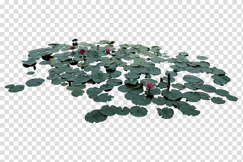 sacred lotus tree lotus root ornamental plant bonsai, Flower, Landscape Architecture, Blog, Plastic, Nature, Django transparent background PNG clipart