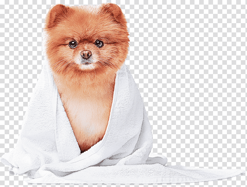 pomeranian german spitz snout companion dog fur, Breed, Groupm transparent background PNG clipart
