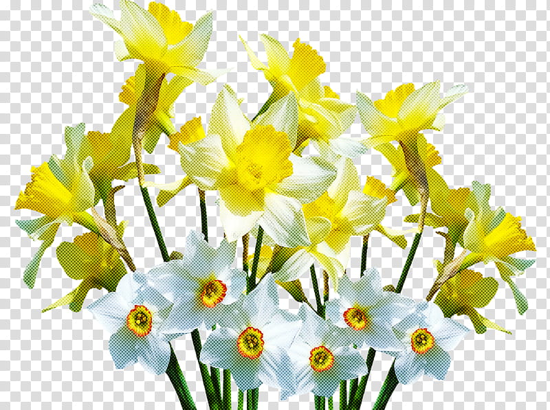 spring flower spring floral flowers, Plant, Yellow, Cut Flowers, Narcissus, Petal, Spring
, Amaryllis Family transparent background PNG clipart