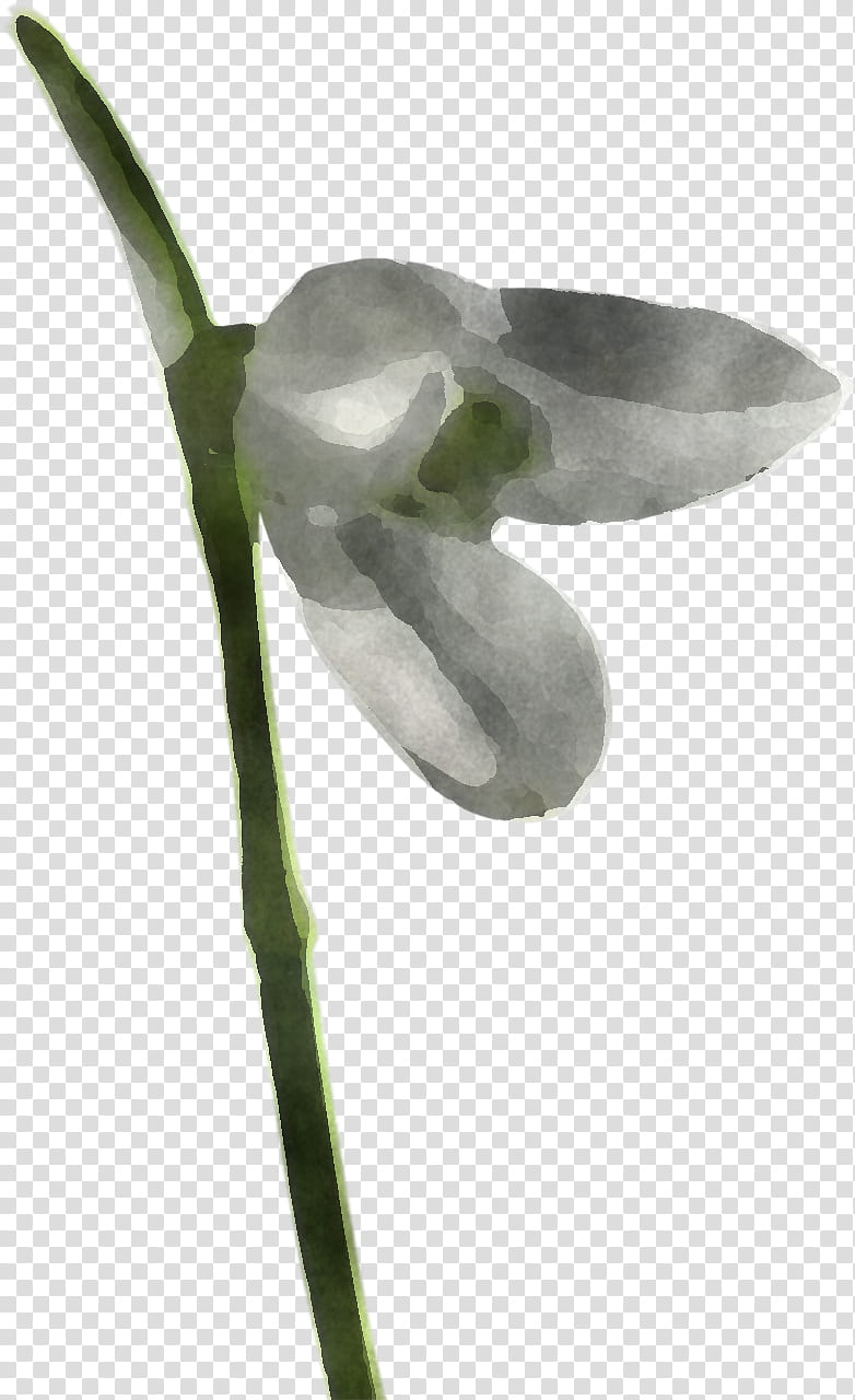 flower snowdrop plant galanthus anthurium, Plant Stem, Pedicel, Arum Family, Moth Orchid, Dendrobium, Amaryllis Family, Petal transparent background PNG clipart