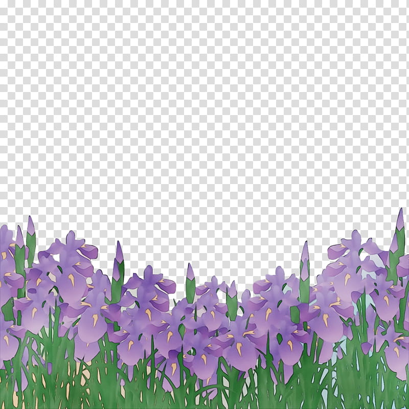 Lavender, Watercolor, Paint, Wet Ink, English Lavender, Meadow, Bellflower Family, Violet transparent background PNG clipart