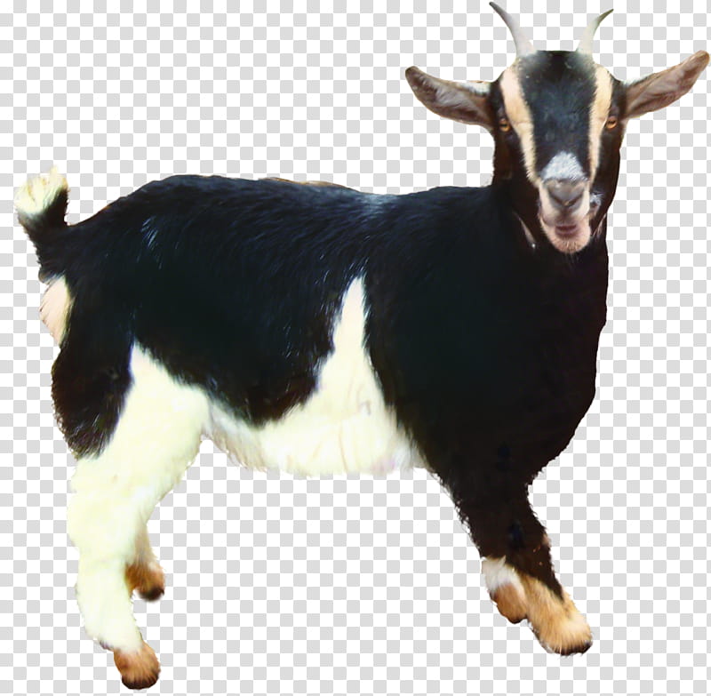 Goat, Sheep, Baphomet, Goats, Goatantelope, Cowgoat Family, Feral Goat ...