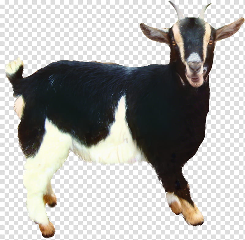 Goat, Sheep, Baphomet, Goats, Goatantelope, Cowgoat Family, Feral Goat, Live transparent background PNG clipart