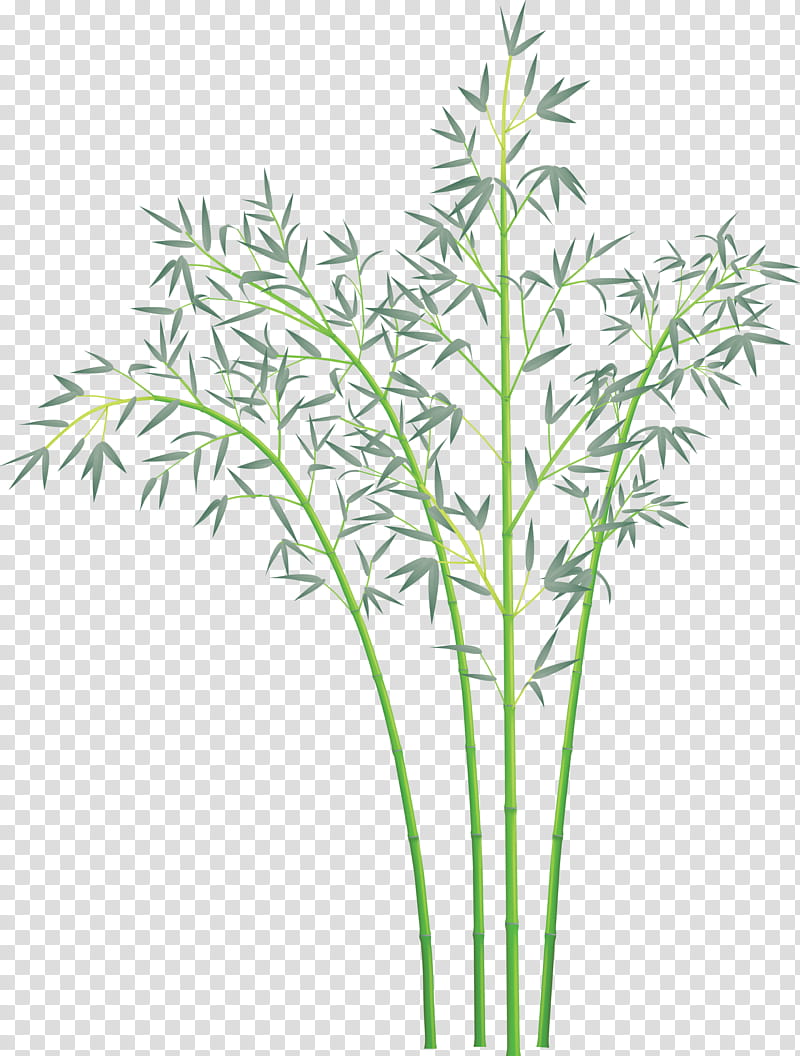 bamboo leaf, Plant, Flower, Grass, Grass Family, Plant Stem, Tree, Heracleum Plant transparent background PNG clipart
