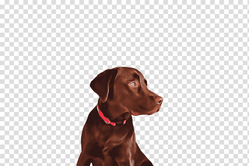 labrador retriever puppy dog collar snout retriever, Breed, Groupm transparent background PNG clipart