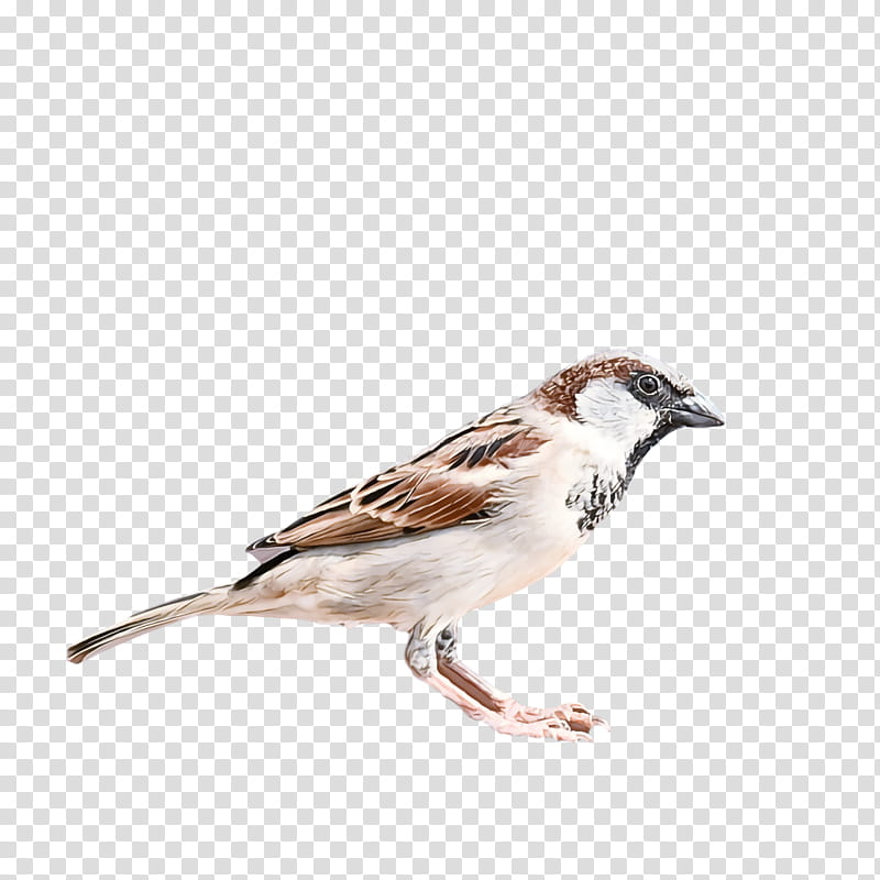 bird, House Sparrow, Beak, Perching Bird, Songbird, Finch, Brambling, Wildlife transparent background PNG clipart