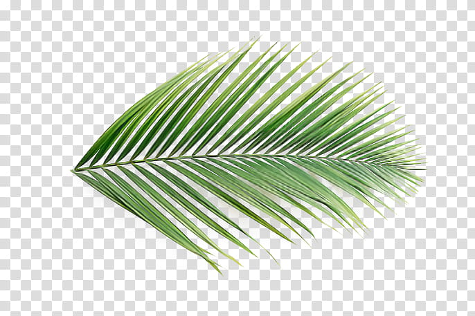 Palm tree, Leaf, Green, Plant, Grass, Arecales, Flower transparent background PNG clipart