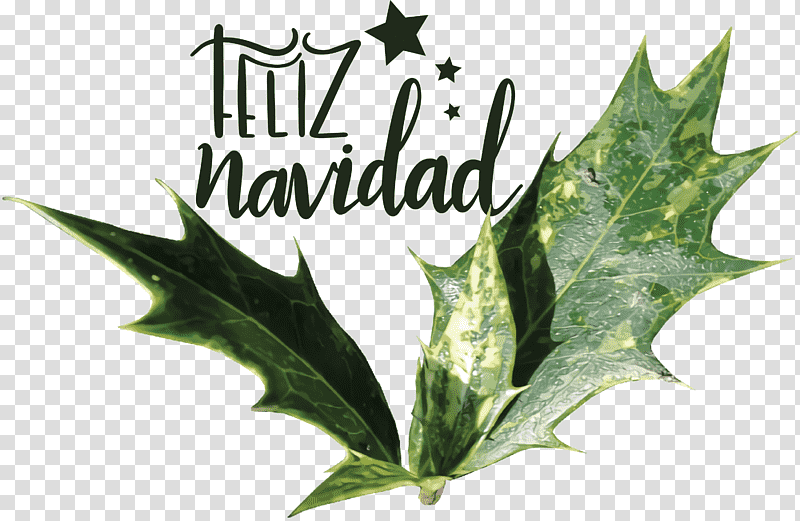 Feliz Navidad Merry Christmas, Leaf, Common Holly, Mistletoe, Ilex Rotunda, Christmas Day, Japanese Holly transparent background PNG clipart